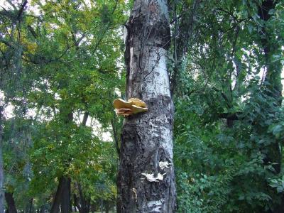 Прикрепленное изображение: 00.jpg